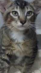Dexter - American Shorthair Cat