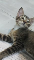 Dexter - American Shorthair Cat