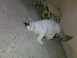 Frankie - Domestic Short Hair Cat
