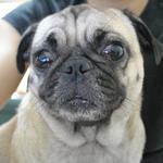 Bei Bei - Pug Dog