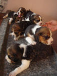 5 Romeo - Beagle Dog