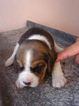 5 Romeo - Beagle Dog