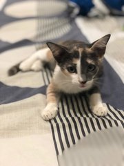 Beckh - Domestic Short Hair Cat