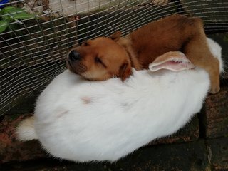sleeps with rabbit