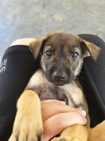 Mostly Unnamed, For New Owner To Decide! - Mixed Breed Dog