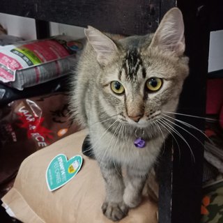 Paw Paw - Domestic Medium Hair Cat