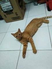 Wafel - Domestic Medium Hair Cat