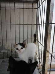 Pinky - Domestic Short Hair + Domestic Medium Hair Cat