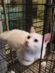 Boiboi - Domestic Short Hair Cat