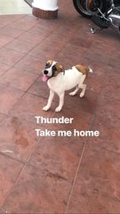 Thunder-short Tail - Jack Russell Terrier Mix Dog
