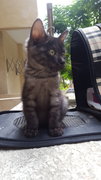 Kylo - Domestic Short Hair Cat