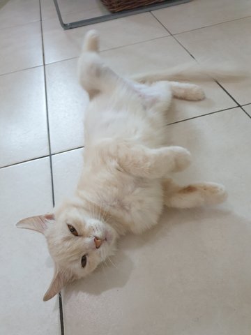 Miss Yellow - Persian Cat