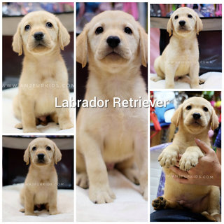 Quality Male Labrador Retriever Puppie1s - Labrador Retriever Dog