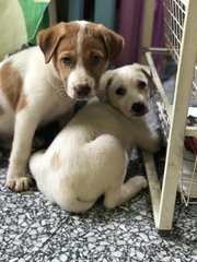Pups For Adoption - Mixed Breed Dog