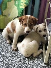 Pups For Adoption - Mixed Breed Dog
