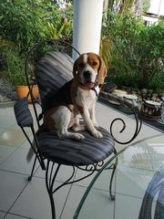Mia - Beagle Dog