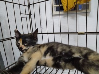 I Need A Loving Home - Persian + Domestic Short Hair Cat