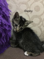 Danny - Domestic Short Hair Cat