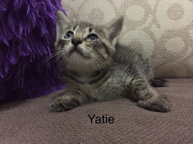 Yatie  - Domestic Short Hair Cat