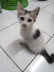 Mesir Meow-4 - Domestic Medium Hair Cat