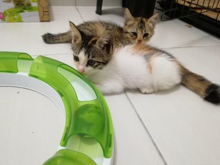 Kitten 1 and Kitten 4