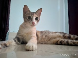 Marble - Domestic Short Hair Cat