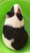 Prada - Guinea Pig Small & Furry