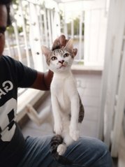 Umar - Tabby Cat
