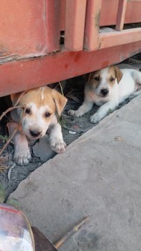 3 Chubbies - Mixed Breed Dog