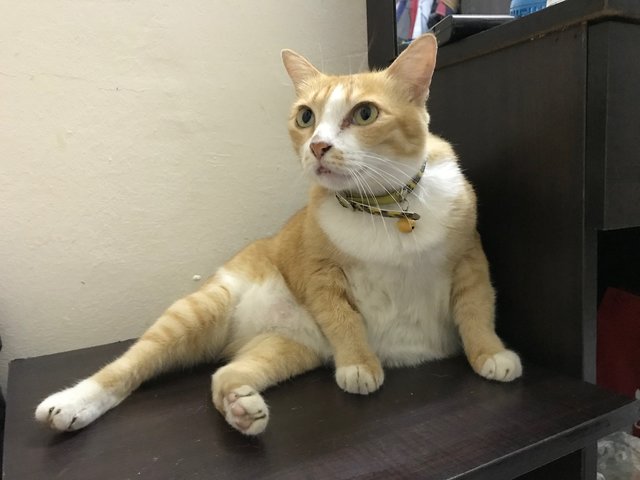 Mei Mei - Tabby Cat