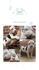 Pitbull Puppy - Pit Bull Terrier Dog