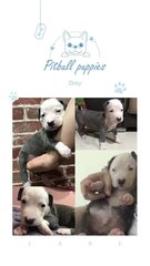 Pitbull Puppy - Pit Bull Terrier Dog