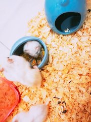 Siberian Hamster  - Short Dwarf Hamster Hamster