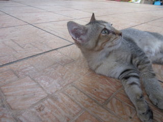 Ciko And Gabi - Domestic Short Hair Cat