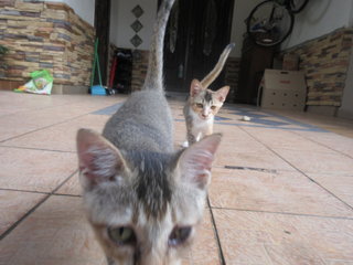 Ciko And Gabi - Domestic Short Hair Cat