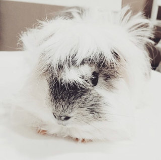 Tommy  - Guinea Pig Small & Furry