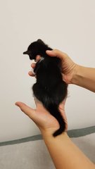 Meenie - Domestic Short Hair Cat