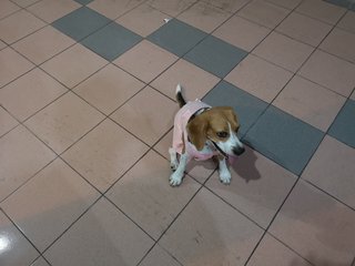 Moonchy - Beagle Dog
