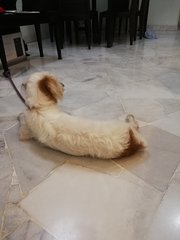 Bibi-small Sized Dog  - Schnauzer Mix Dog