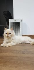 Chloe - Himalayan Cat