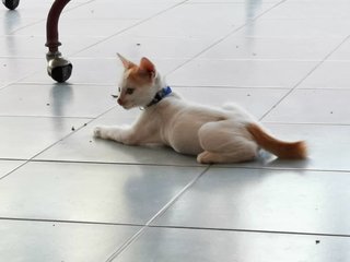 Tiny Tim - Domestic Medium Hair Cat
