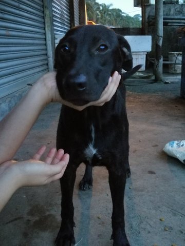 Lady - Mixed Breed Dog