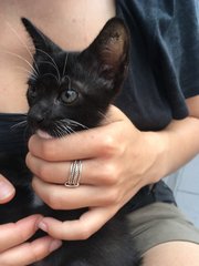Little Penang  - American Shorthair + Bombay Cat