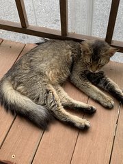 Boy - Domestic Long Hair Cat