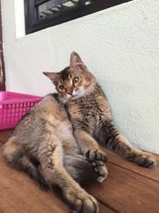 Aslan - Tabby + Persian Cat