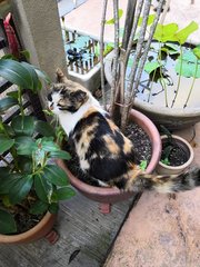 Patchie - Calico Cat