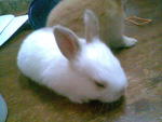 No Name Yet - Angora Rabbit + Holland Lop Rabbit