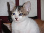 Kasik - Domestic Short Hair Cat