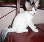 Kasik - Domestic Short Hair Cat