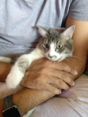 Fluffy - Tabby + British Shorthair Cat